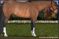 Horse Color:Bay Rabicano 