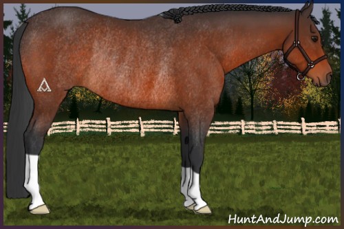 Horse Color:Brown Rabicano 