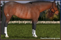 Horse Color:Brown Rabicano 
