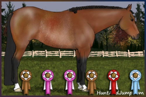 Horse Color:Gray Bay Rabicano