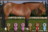 Horse Color:Gray Bay Rabicano 