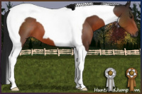 Horse Color:Gray Brown Tobiano 