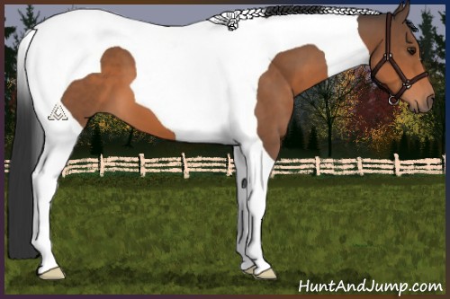 Horse Color:Bay Tobiano