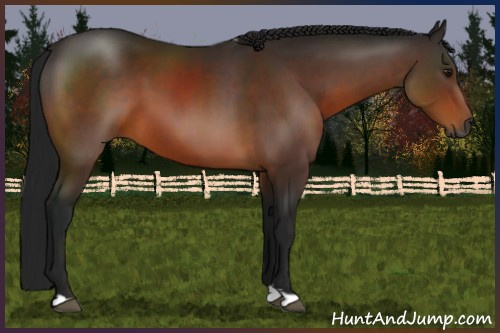 Horse Color:Gray Bay 