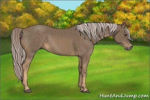 Horse Color:Chocolate Palomino 