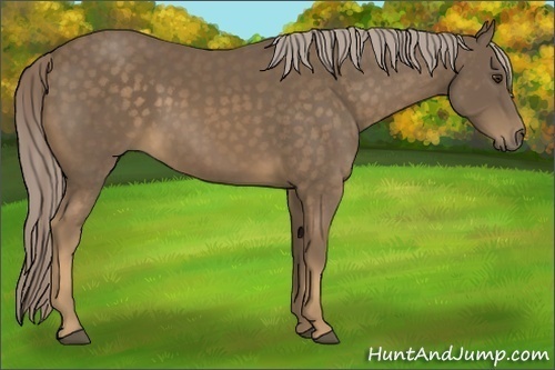 Horse Color:Chocolate Palomino