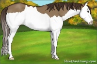 Horse Color:Liver Red Dun Splash 