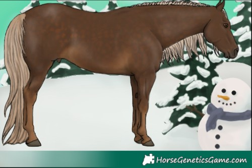 Horse Color:Chocolate Palomino 