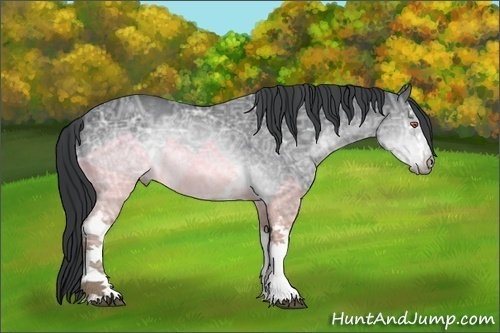 Horse Color:White Spotted Brown Chinchilla Ice 