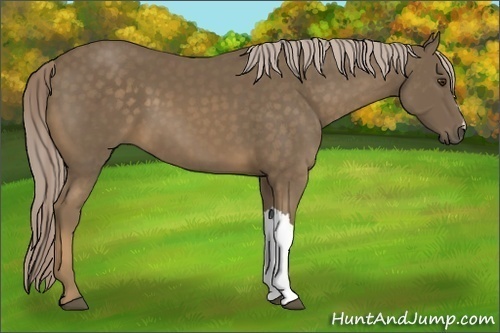 Horse Color:Chocolate Palomino 