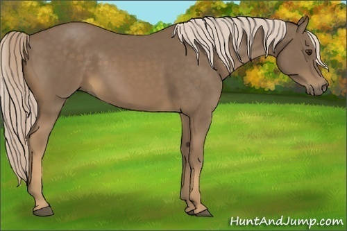 Horse Color:Chocolate Palomino 