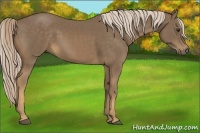 Horse Color:Chocolate Palomino 