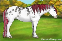 Horse Color:Painted Brown Ice Sabino Splash Appaloosa 