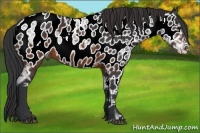 Horse Color:Brown Ice Appaloosa 