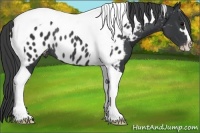 Horse Color:Black Sabino Tobiano Near Leopard Rabicano 