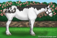Horse Color:Liver Chestnut Splash Varnish 