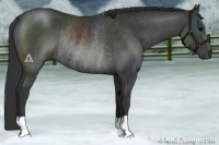 Horse Color:Black Rabicano 