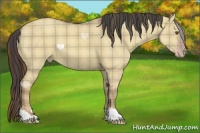 Horse Color:Plaid  Classic Champagne Dun 