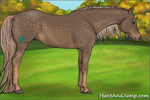 Horse Color:Chocolate Palomino 