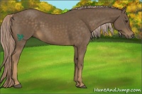 Horse Color:Chocolate Palomino 