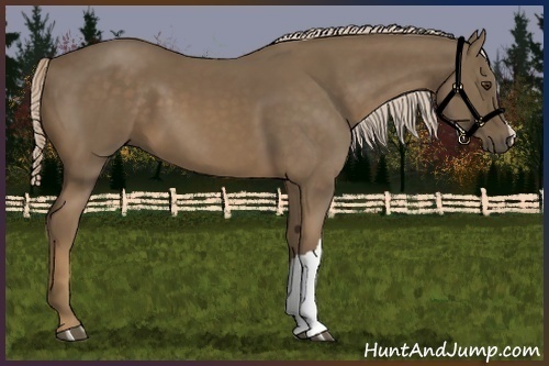 Horse Color:Chocolate Palomino 