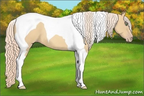 Horse Color:Gold Cream Champagne Tobiano 