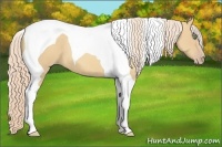 Horse Color:Gold Cream Champagne Tobiano