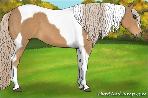 Horse Color:Palomino Tobiano