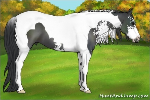 Horse Color:Black Sabino Tobiano 