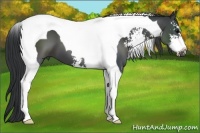 Horse Color:Black Sabino Tobiano 