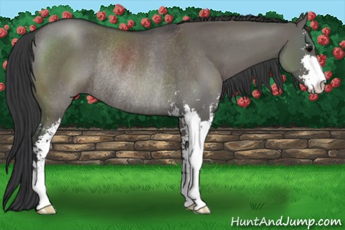 Horse Color:Grullo Sabino Rabicano