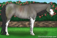 Horse Color:Grullo Sabino Rabicano