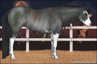 Horse Color:Black Sabino Rabicano 