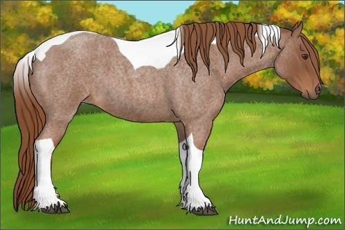 Horse Color:Red Roan Tobiano 
