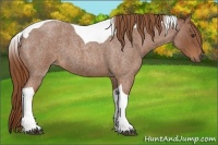 Horse Color:Red Roan Tobiano 
