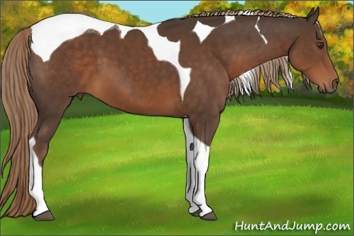 Horse Color:Liver Chestnut Tobiano 
