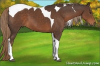 Horse Color:Liver Chestnut Tobiano 