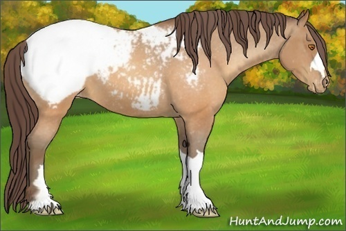 Horse Color:Sable Champagne Appaloosa 