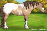 Horse Color:Sable Champagne Snowcap 