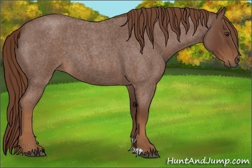 Horse Color:Red Roan 