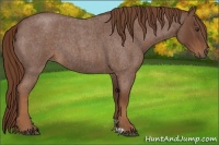 Horse Color:Red Roan 