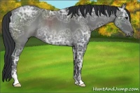 Horse Color:Blue Ice Roan Sabino Rabicano