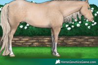 Horse Color:Chocolate Palomino Pearl Tobiano Rabicano