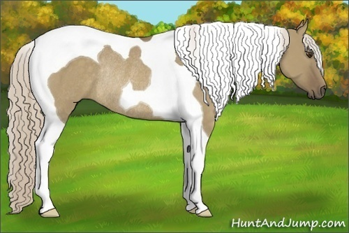 Horse Color:Chocolate Palomino Dun Tobiano Rabicano