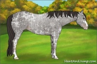 Horse Color:Liver Chestnut Ice Sabino 