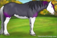 Horse Color:Black Splash