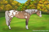 Horse Color:White Spotted Silver Buckskin Splash Appaloosa Rabicano 