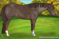 Horse Color:Liver Chestnut 