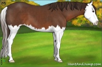 Horse Color:Liver Chestnut Splash 