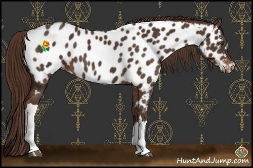 Horse Color:Liver Chestnut Near Leopard 